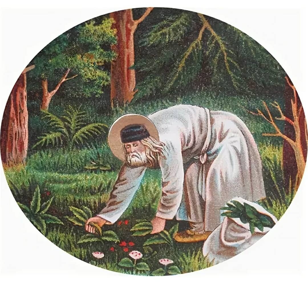 Серафим Соровский: «Я сам себе готовил кушанье из снитки. Ты знаешь снитку? Я рвал ее да в горшок клал, немного вольешь, бывало в него водицы — славное выходит кушанье. На зиму я снитку сушил и этим одним питался, а братия удивлялась, чем я питался. А я снитку ел…»