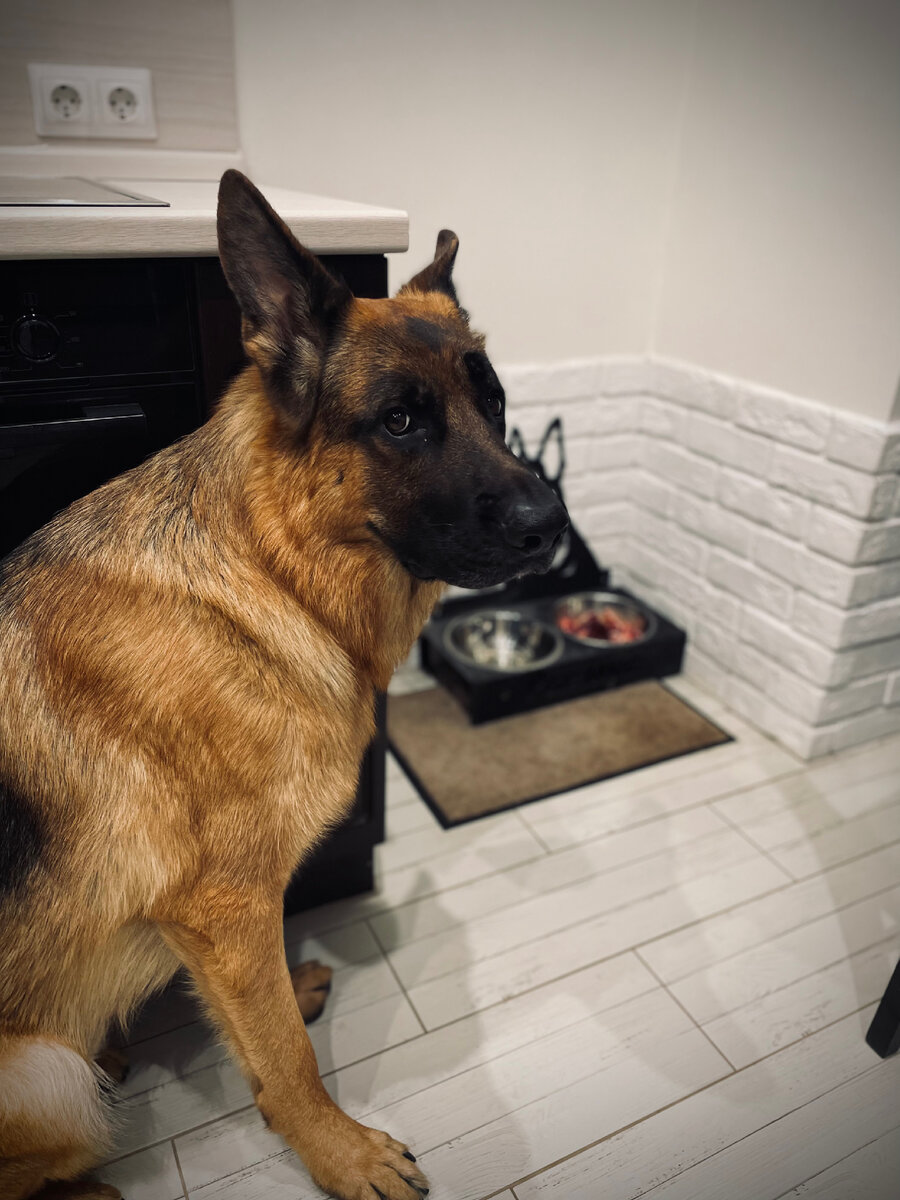 Расмус ждёт разрешения пожрать 😁 