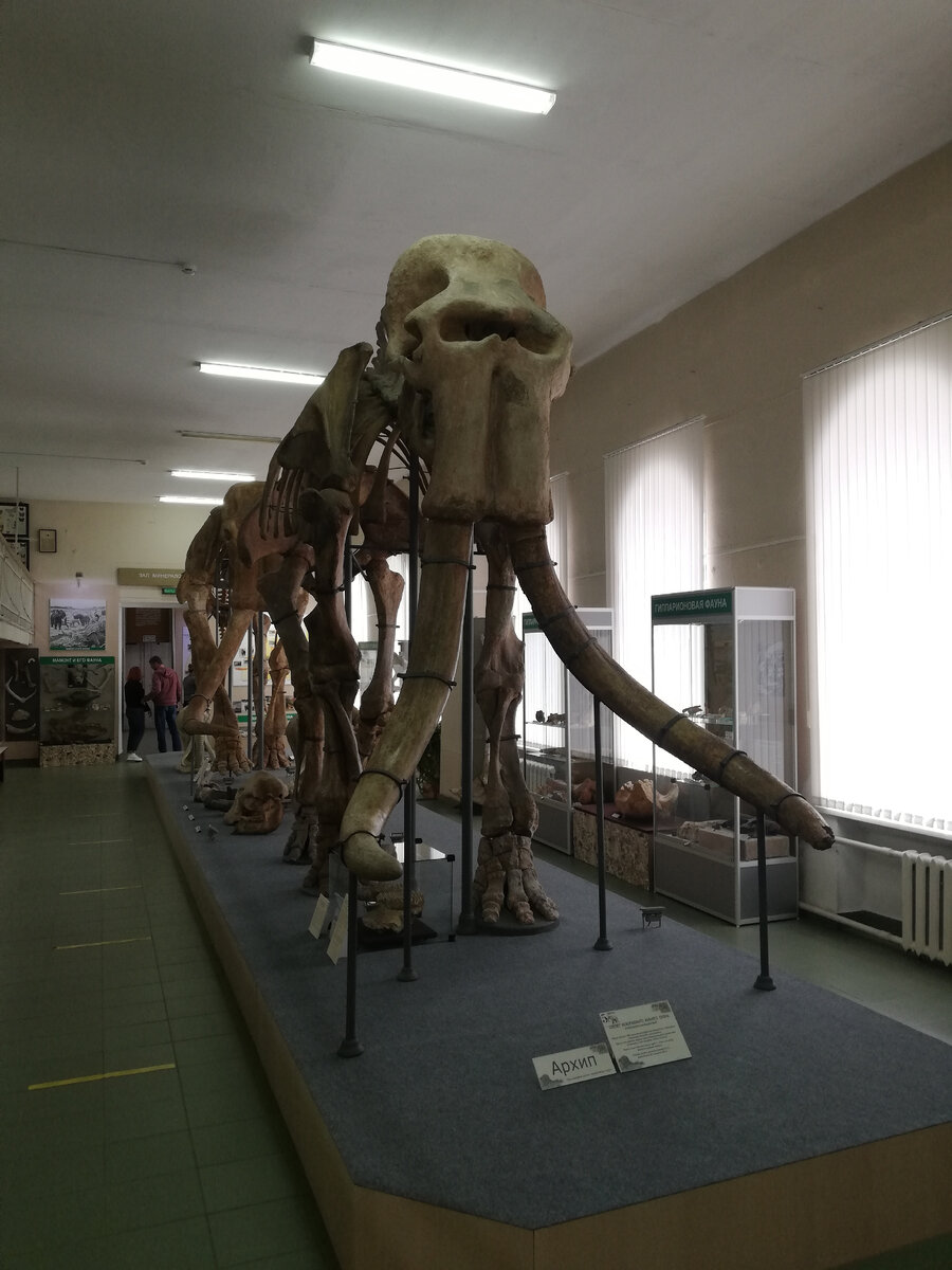Скелет южного слона.