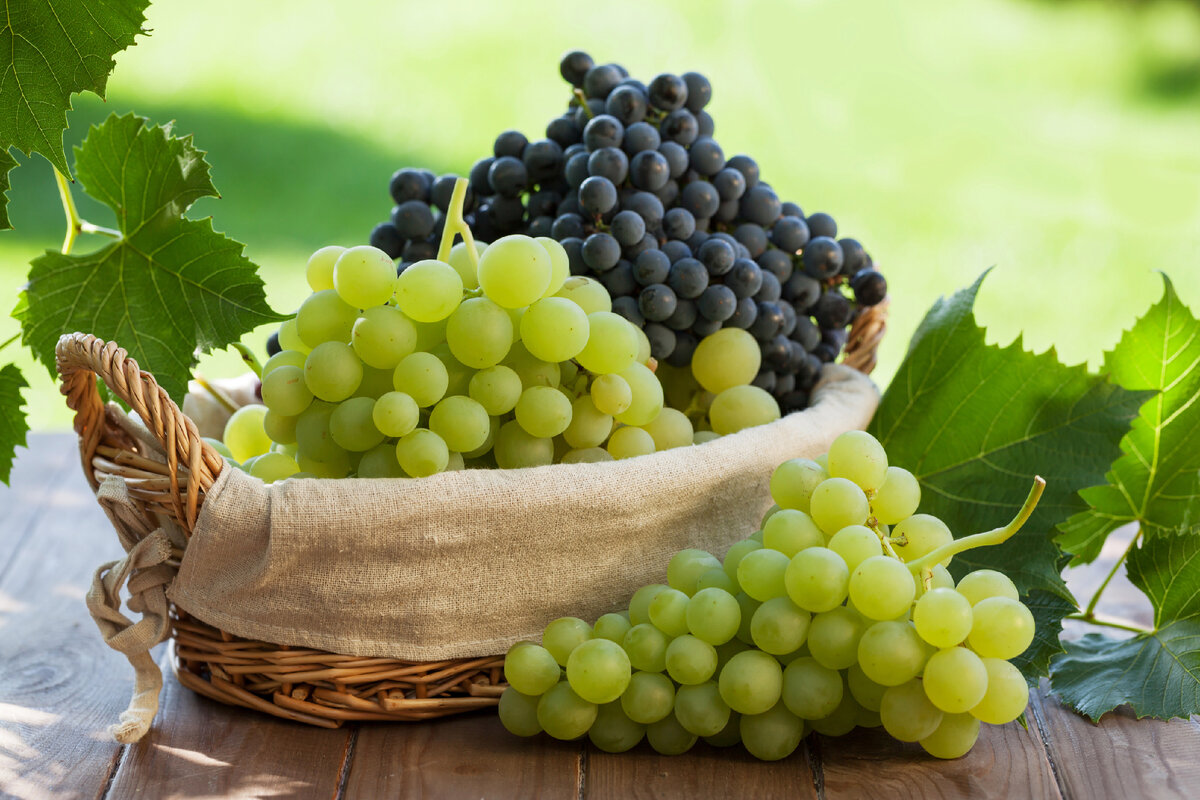 Вокруг винограда и его производных очень много мифов: красное вино чуть ли не лечит, изюмом призывают заменить конфеты… Так каким образом он на самом деле влияет на наш организм?