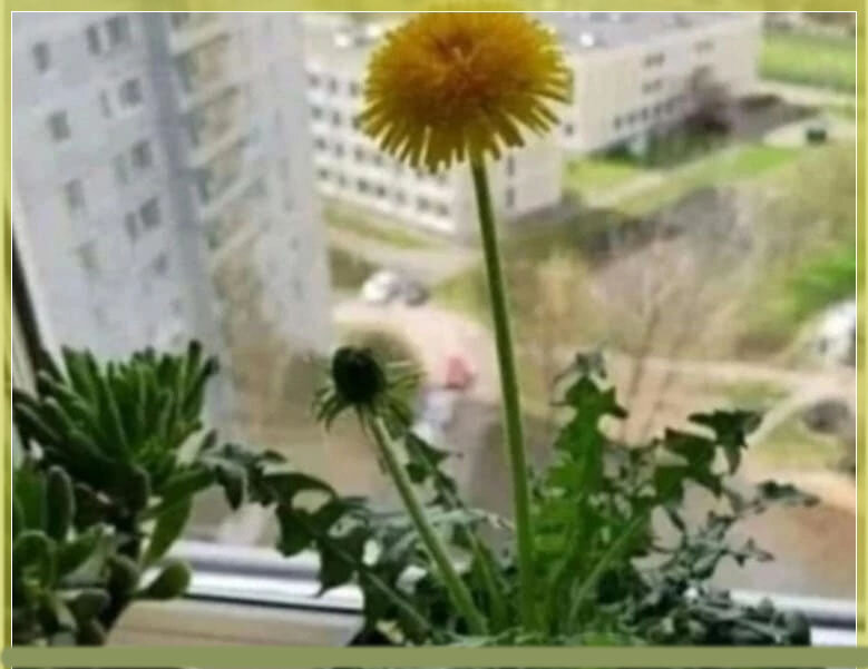 Продам редкую хризантему. Кто не понимает, прошу не мешать бизнесу. 