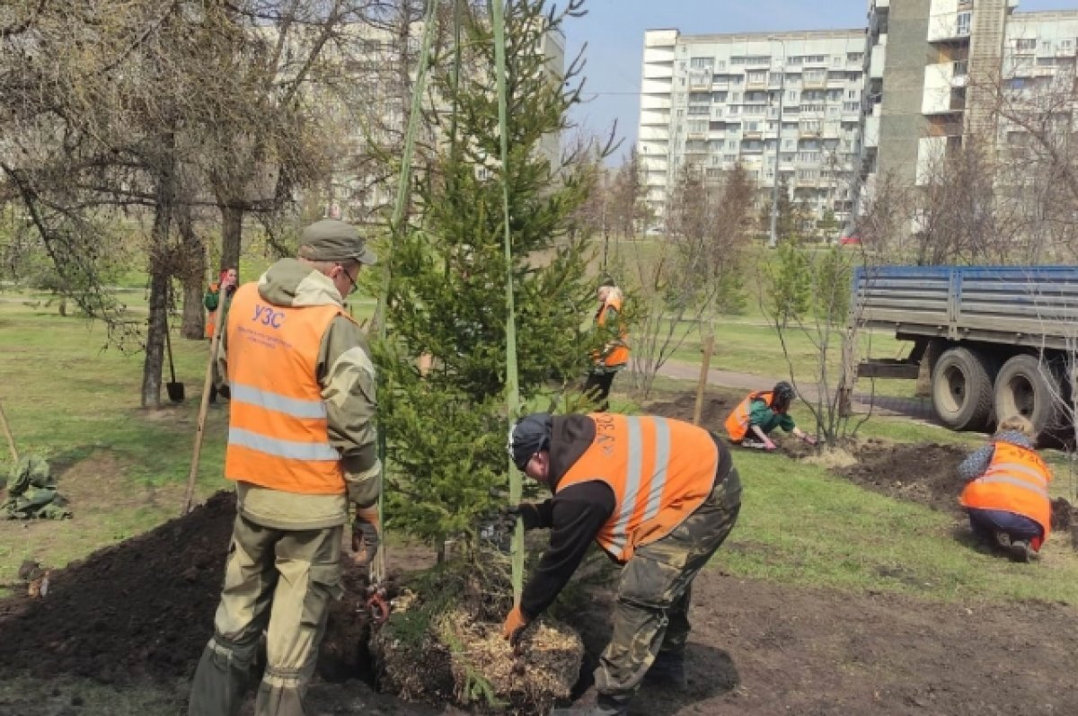    В Красноярске стартовал сезон по активному озеленению городских пространств.