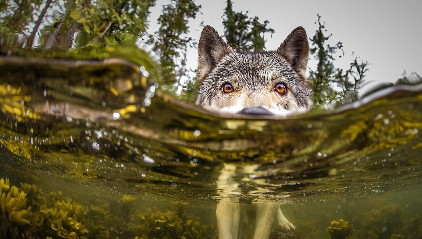 Почему есть морские котики, но нет морских пёсиков? Это надо исправлять! 