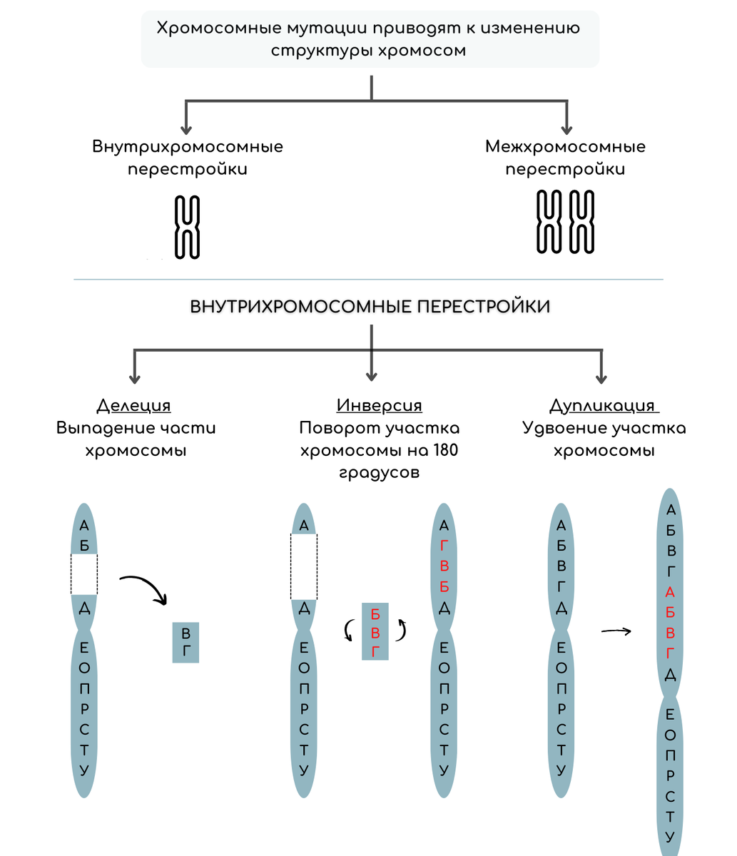 Мутационная изменчивость генные хромосомные геномные