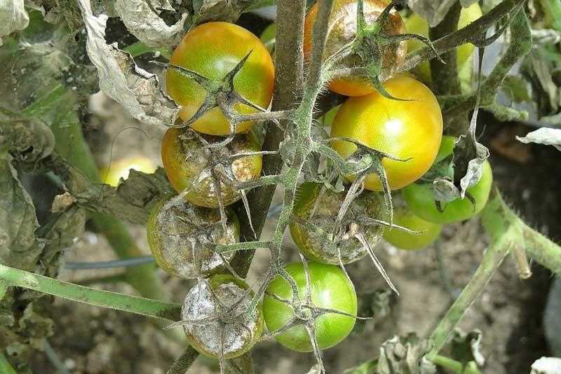 Фитофтора у томатов