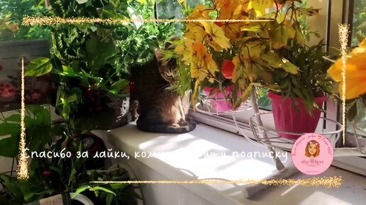 🌱 Когда жизнь состоит из маленьких радостей - наглядно 👀 показывают котики 🐱