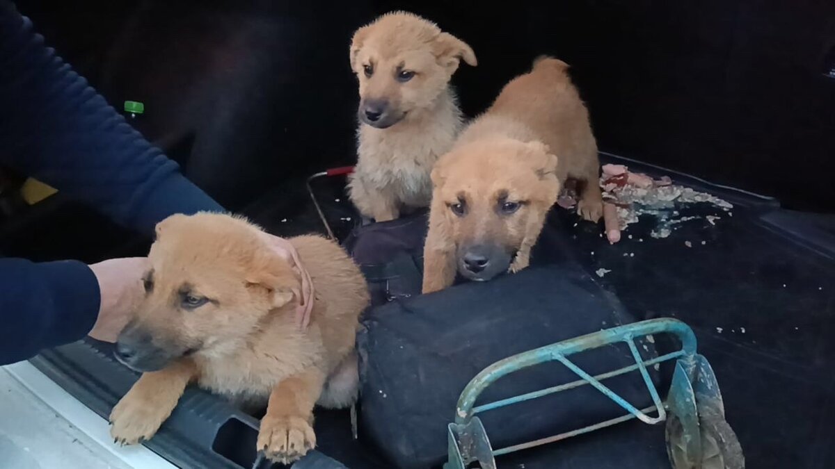 адрес приюта лохматая душа. приют лохматая душа чеховский. приют лохматый ангел. адрес приюта лохматая душа. адрес приюта лохматая душа.