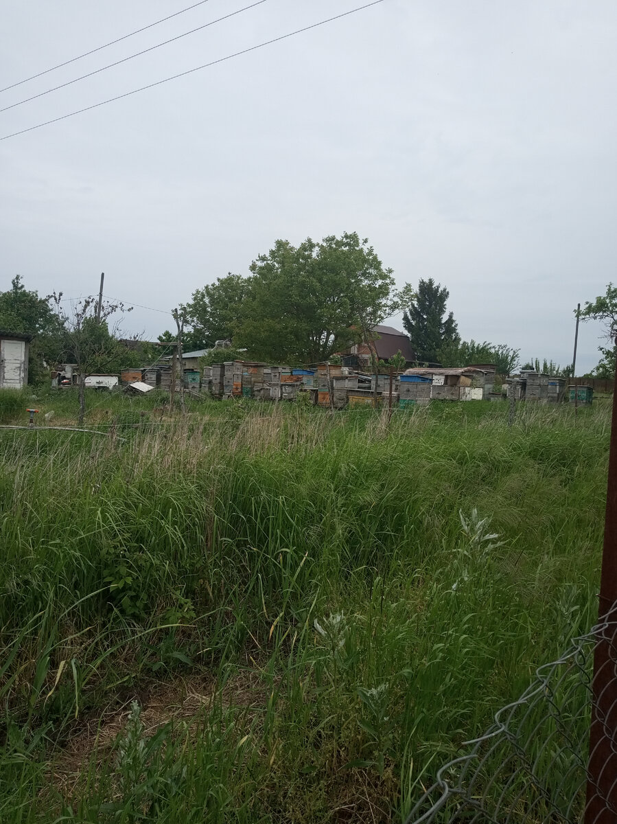 Фото автора. Пасека нашего соседа. Я заметила, что кто занимается пчёлами, это всегда добрейшие люди.