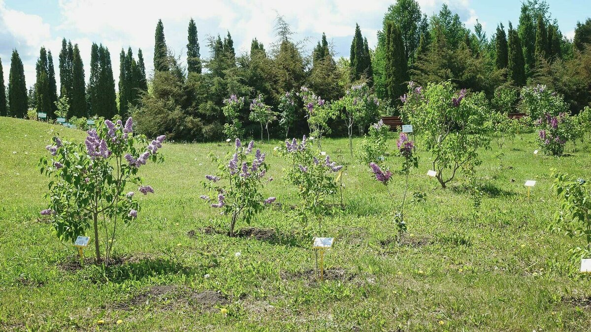     Высадили сирень для «Аллеи добра» накануне утром, однако спустя время вдернули саженцы и унесли с собой, сообщают очевидцы.