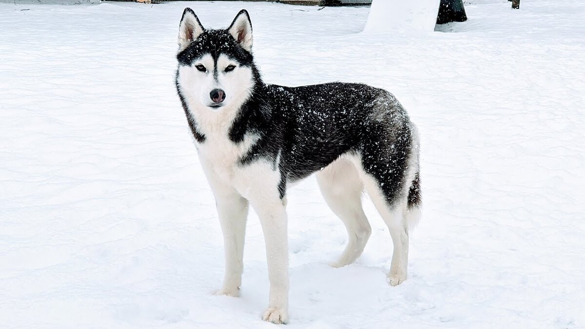 Фото из интернета