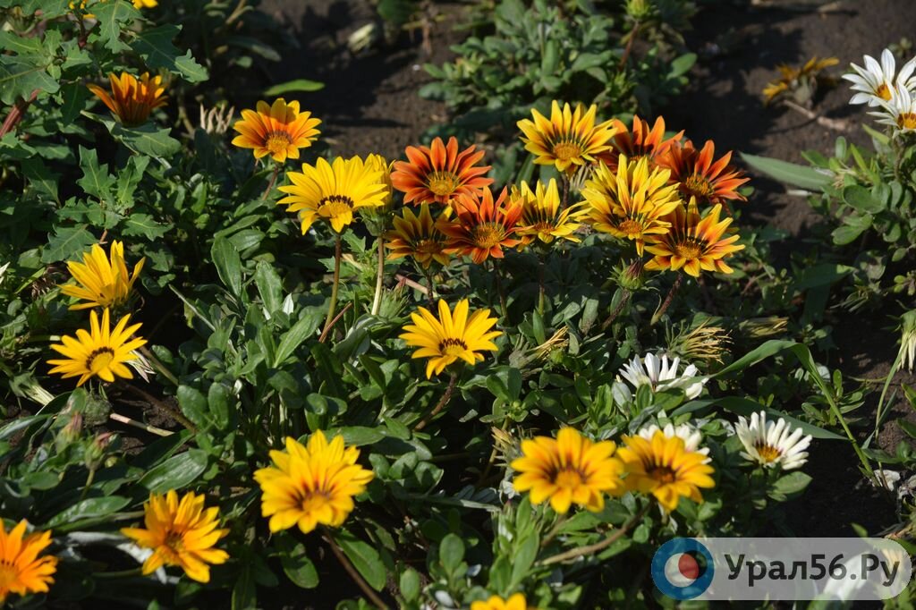    На этой неделе в Оренбургской области потеплеет до +21°C и будет не так пасмурно