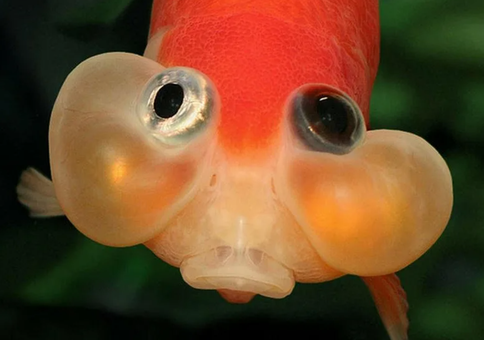 Золотая рыбка пузыреглаз. Пучеглазые аквариумные рыбки. Пузыреглаз «водяные глазки». Водяные глазки рыбка аквариумная.