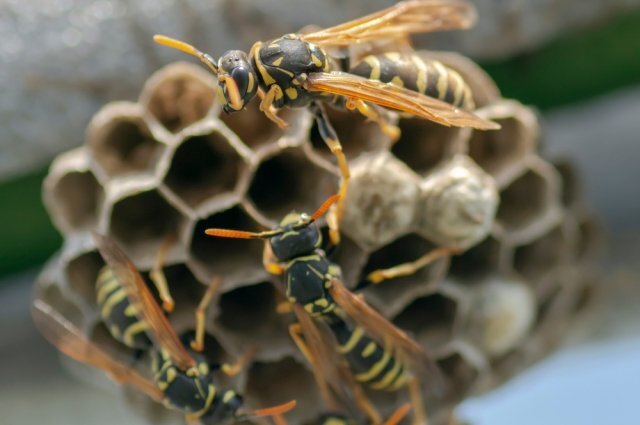    Как правильно бороться с осами на участке?