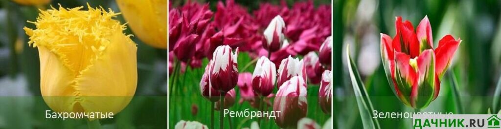 Тюльпан - пломбир, необыкновенно красивы 