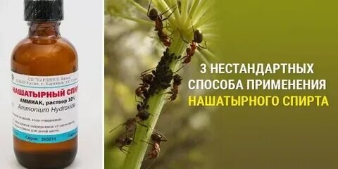 Использование аммиака для подкормки