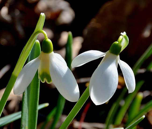 Маленький и нежный, беленький подснежник. ФОТО https://kipmu.ru/rasteniya-krasnoj-knigi/