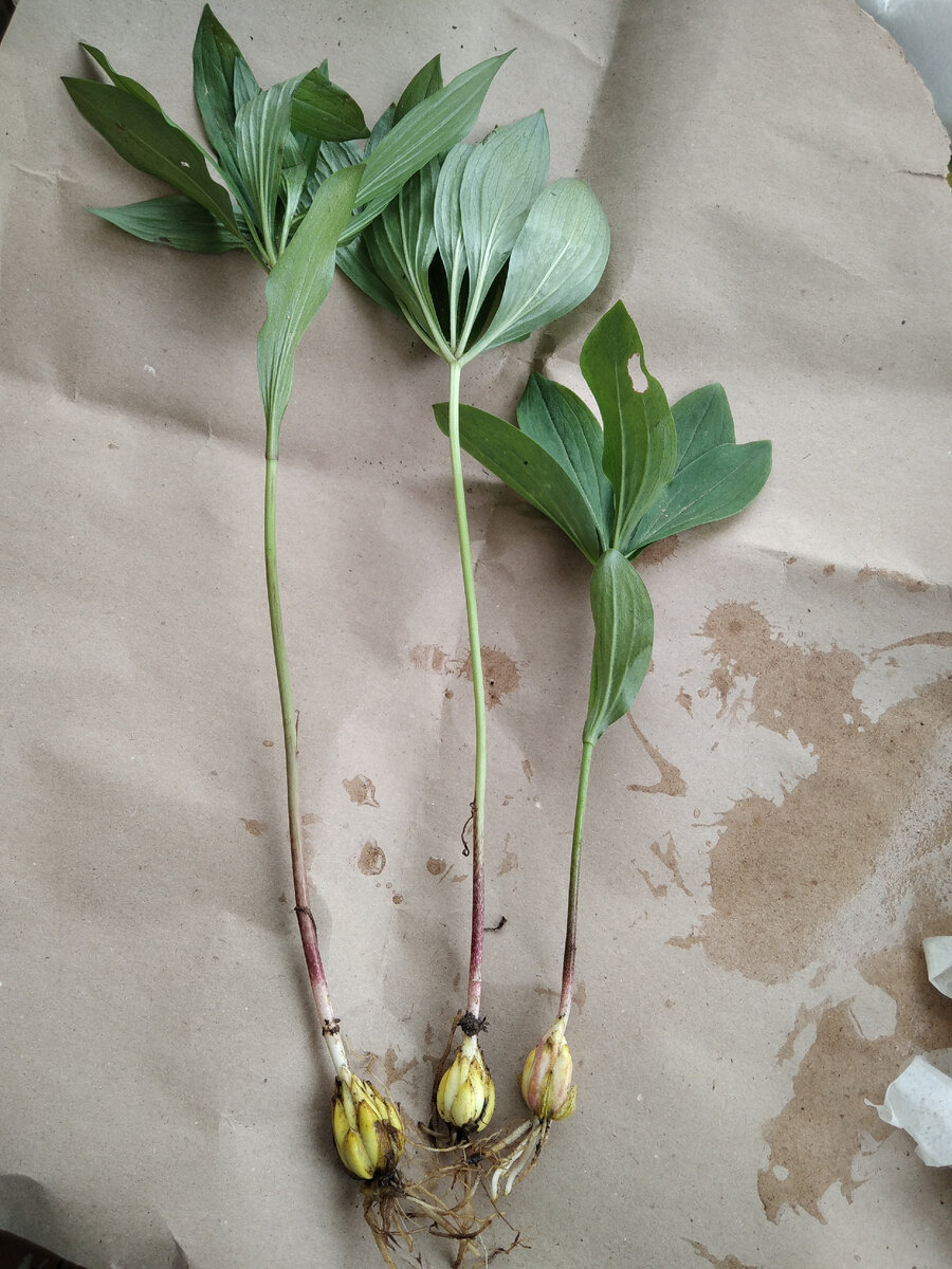 Саранка она же лилия мартагон 