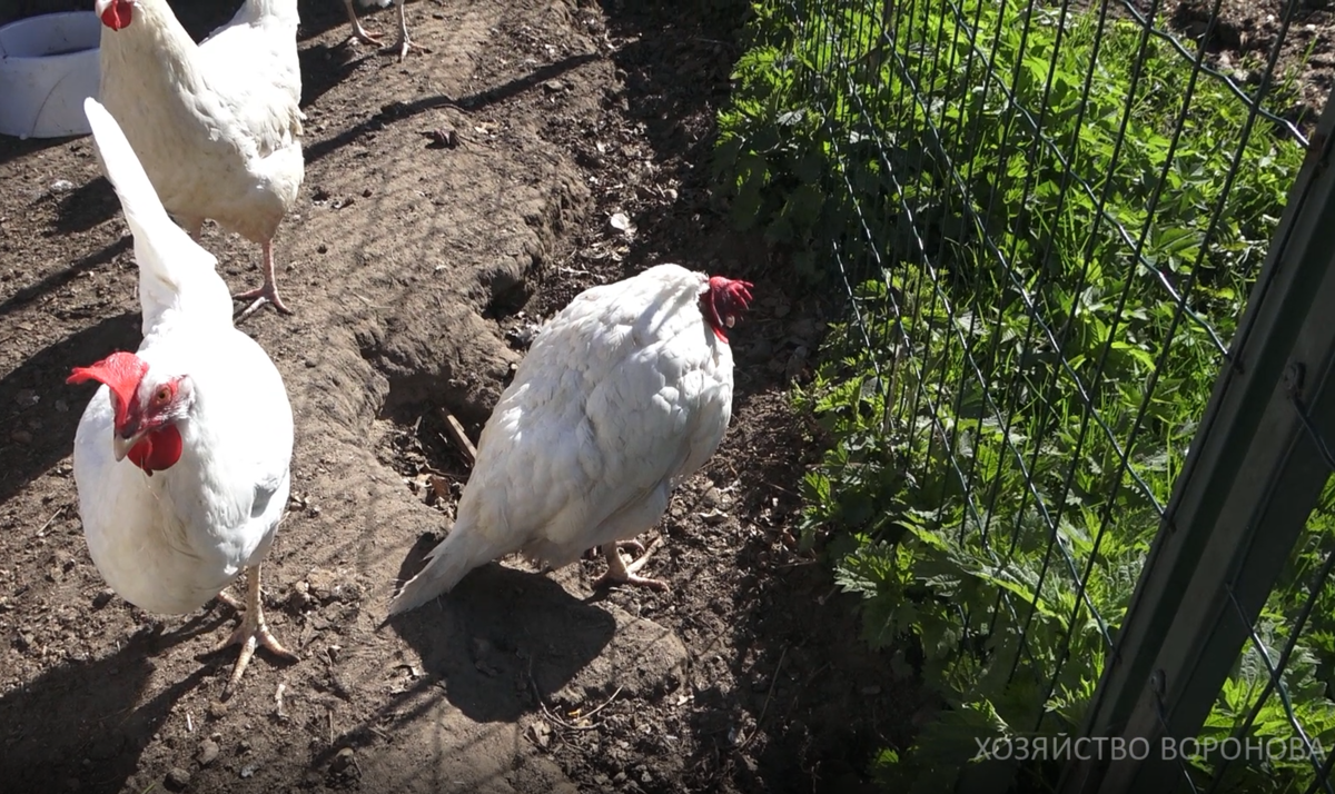 курица загрустила