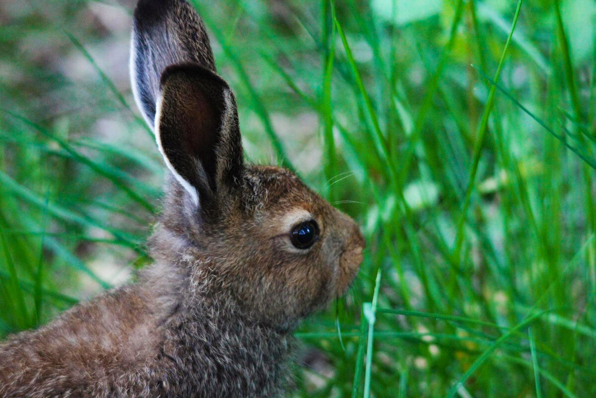 10 зайчиков 10 морково. найду заяц. дом зайца. заяц ищет. найди зайчика.