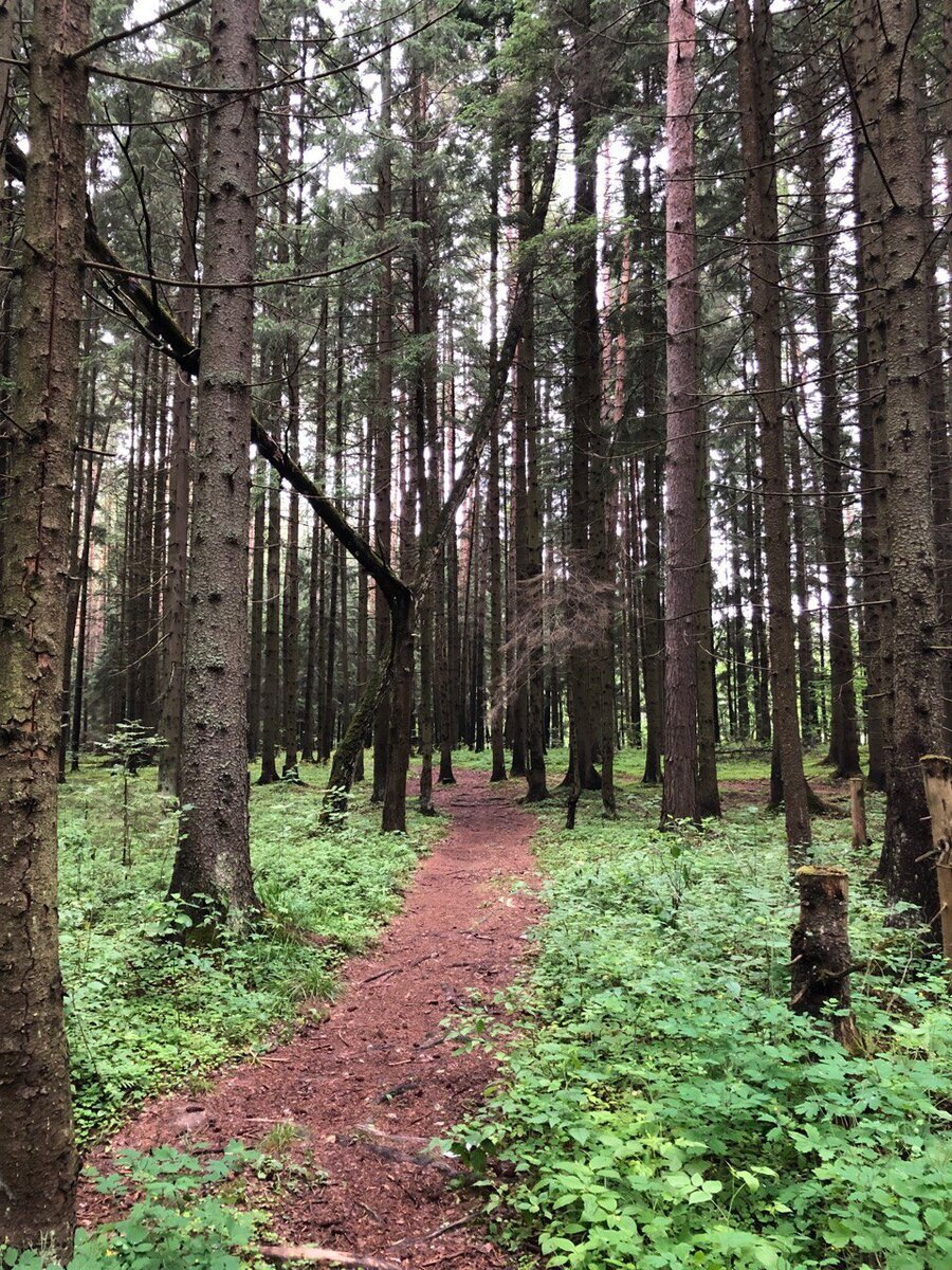 Московская область, Одинцовский район, деревня Полушкино