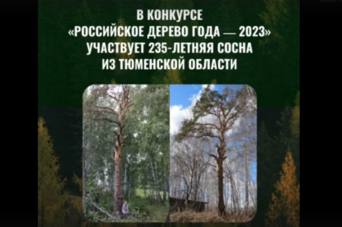    235-летняя сосна из Тюмени участвует во Всероссийском конкурсе