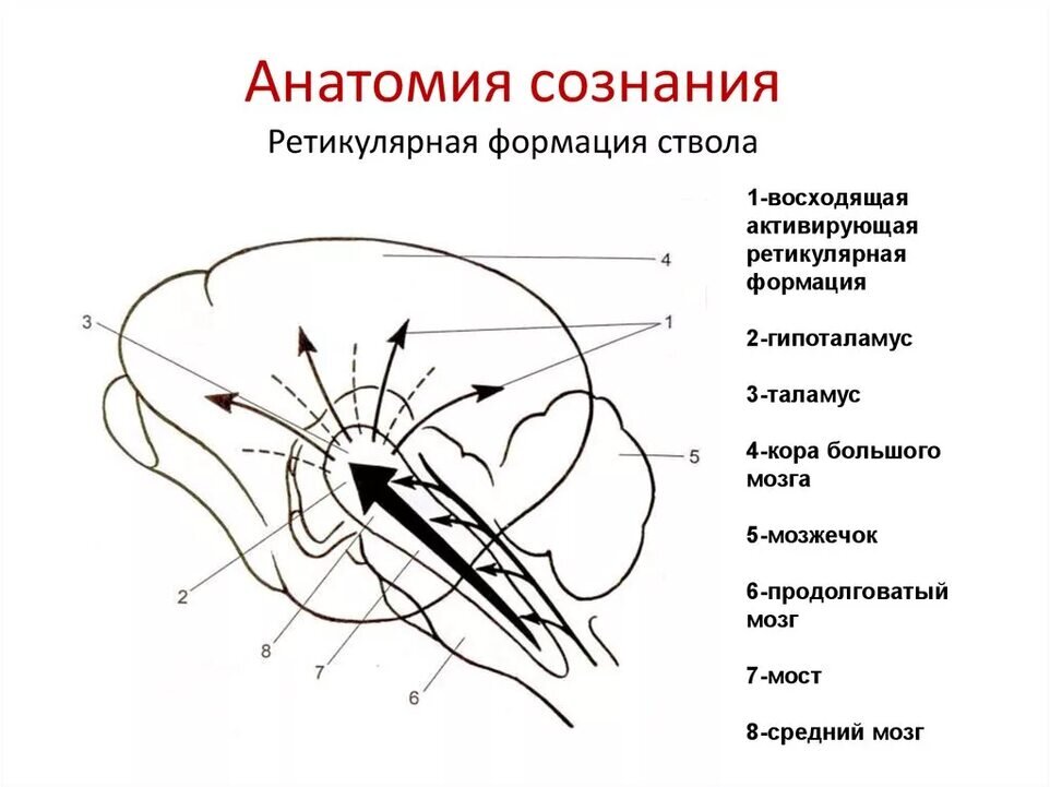 Ретикулярная формация головного мозга презентация