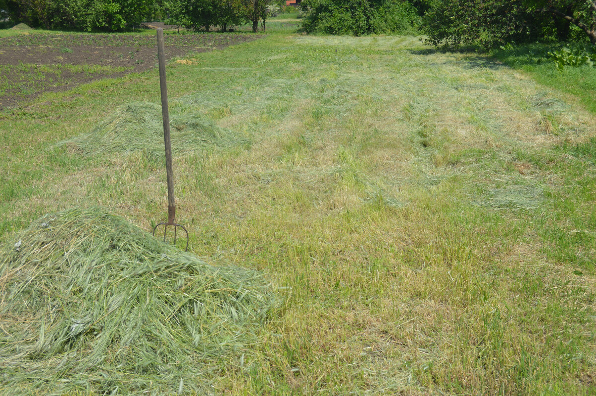 Фото автора. 19.05.2023. Сенокос, на огороде! Станица. 