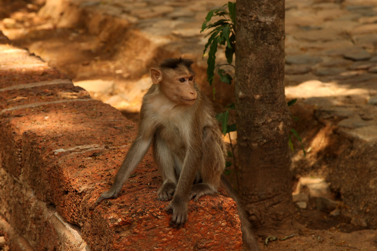 Высматривает, что украсть