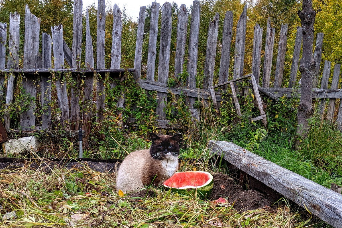 6 вещей, которые ошибочно считаются нормой для кошек | Приключения  натуралиста | Дзен