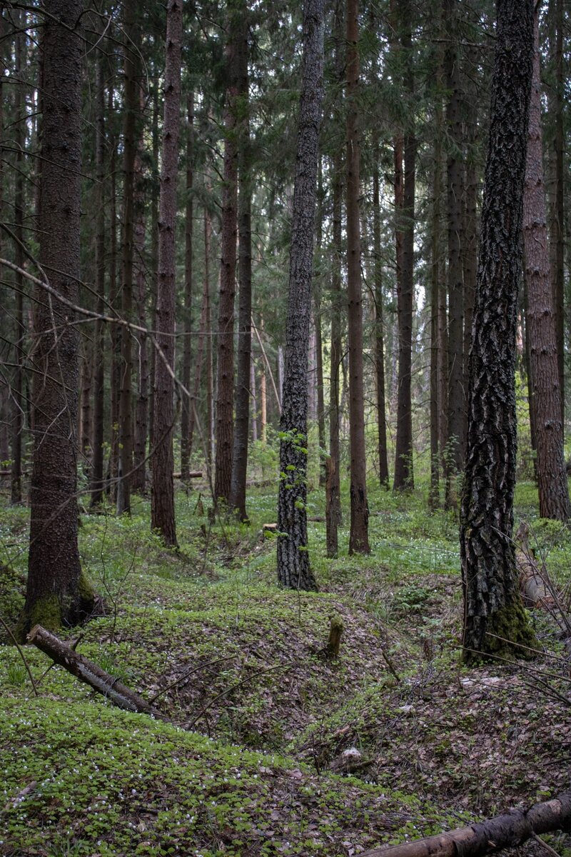 Один из видов окопов.Фото сделанное мною 
