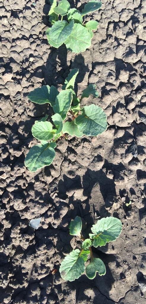 И редис на подходе. Сегодня буду сеять уже вторую партию.