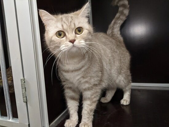     ФОТО: VK.COM ЦЕНТР ПОМОЩИ БЕЗДОМНЫМ ЖИВОТНЫМ «ЛУЧИК» Г. НАДЫМ