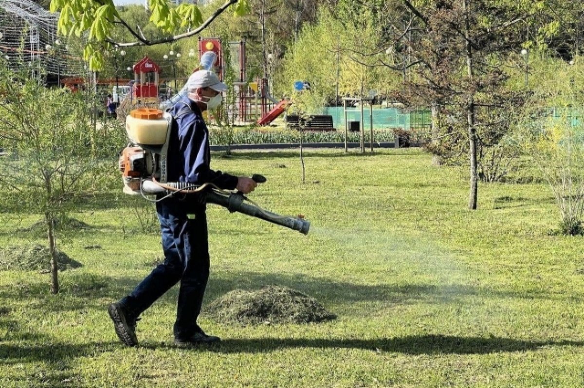    Белгородцы обеспокоены большим количеством гусениц в Центральном парке