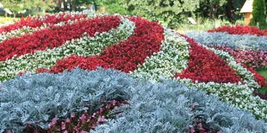 Цветы однолетники для сада названия и фото