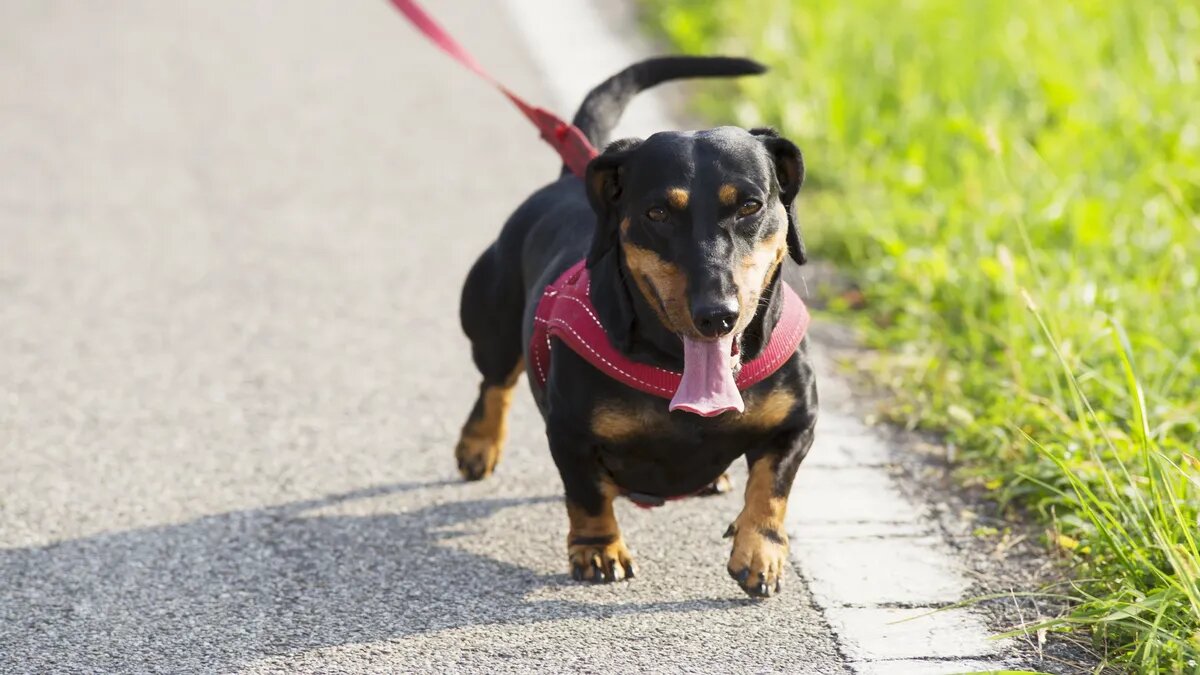 Теперь за жестокое обращение с животными предусмотрены большие штрафы. Фото: pxhere.com