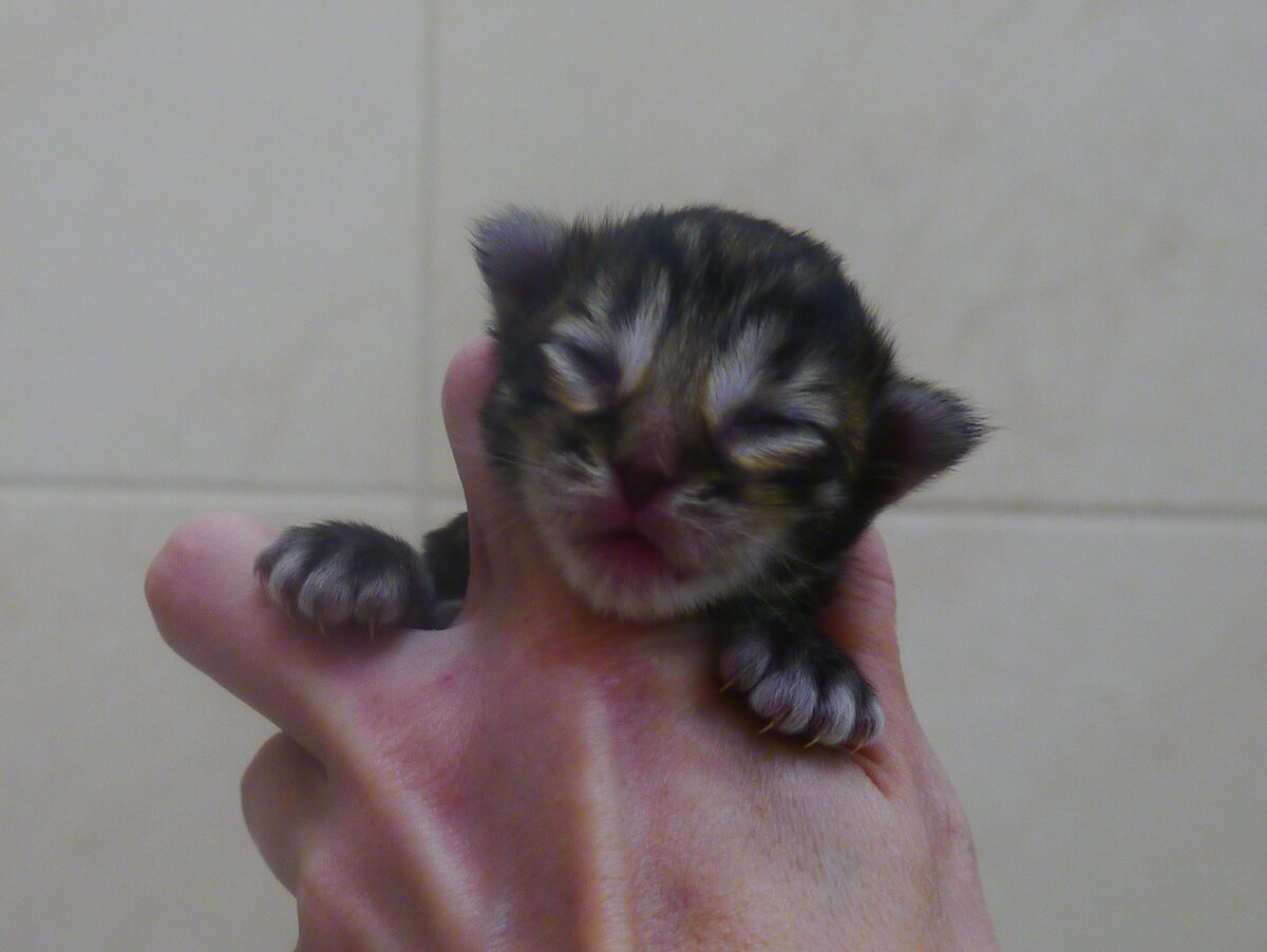 Норвежская лесная малышка Лагерта Lagertha On Fashion Peak, fashionpeak.ru