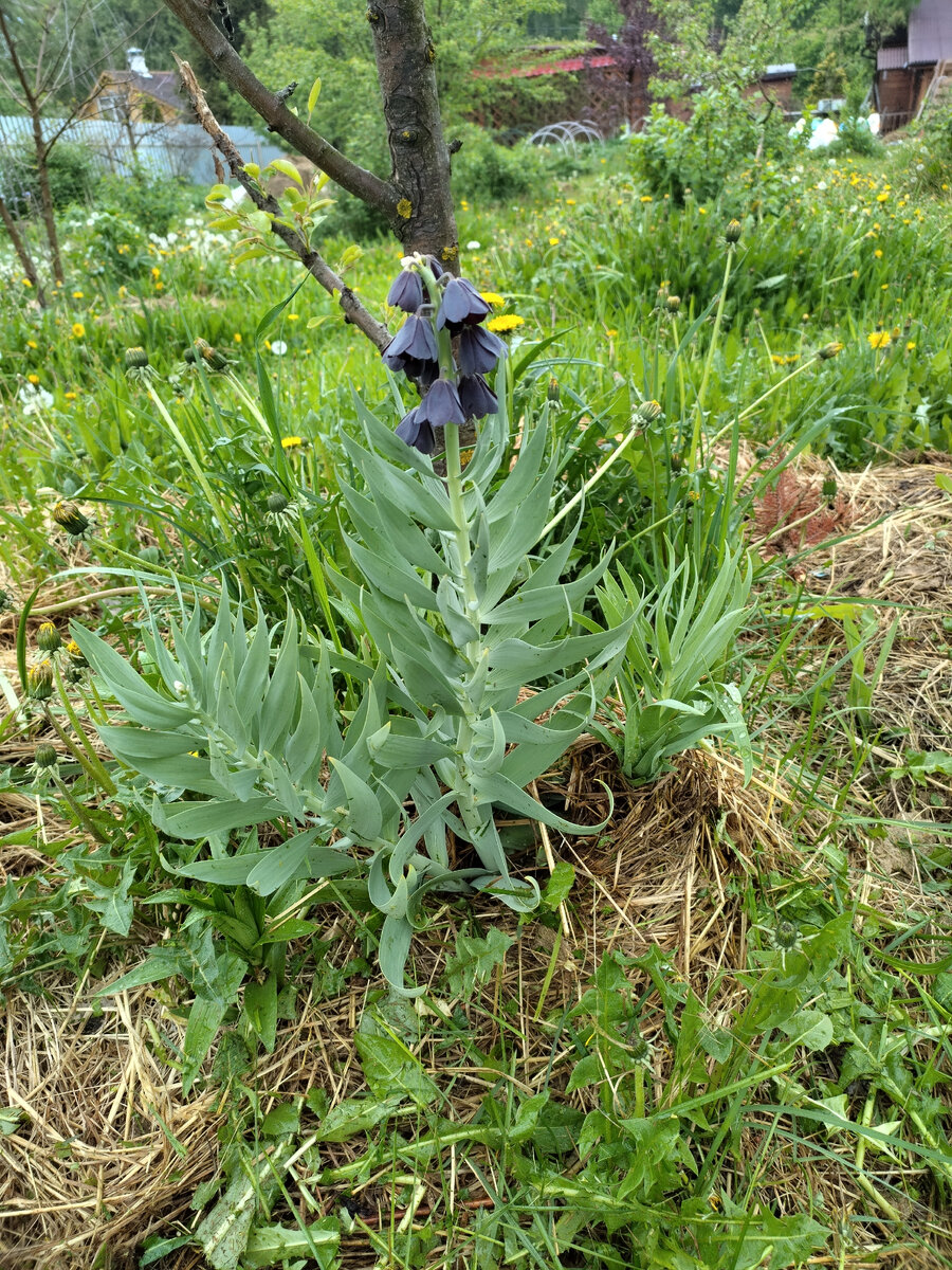 Вот оно, дачное