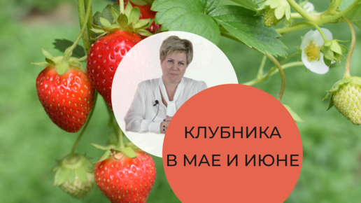 Уход за клубникой