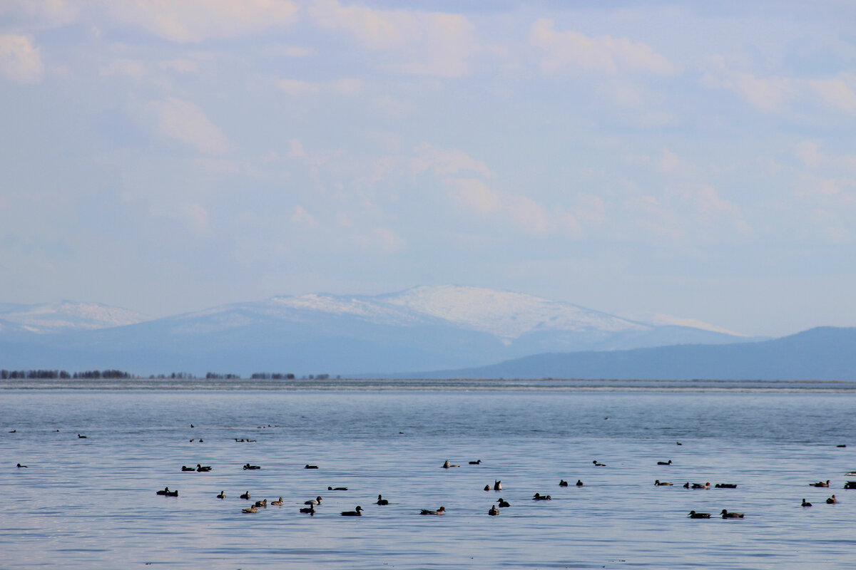 Утки хвостами кверху добывают себе пропитание.