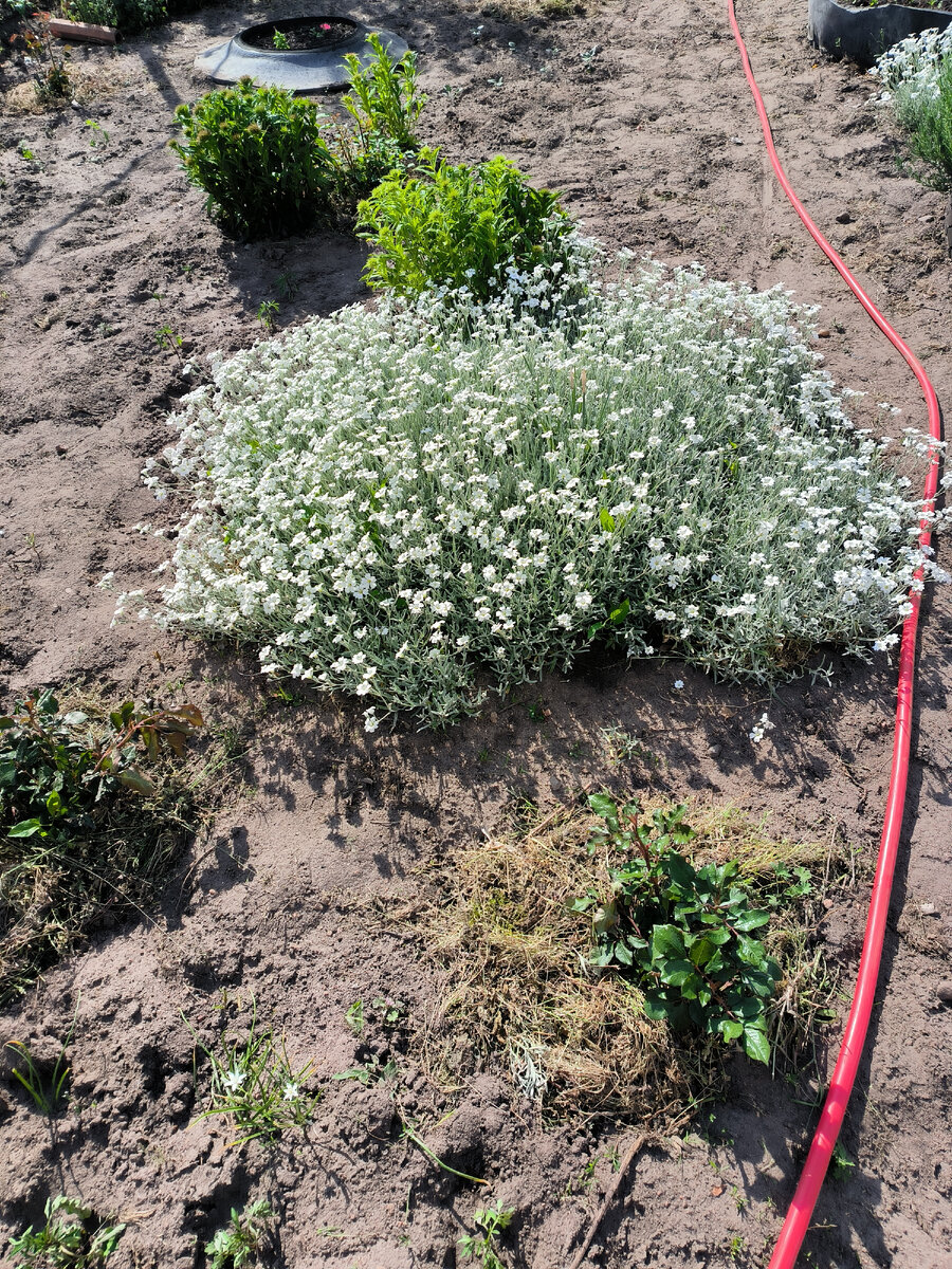 Многолетние цветы Ясколка