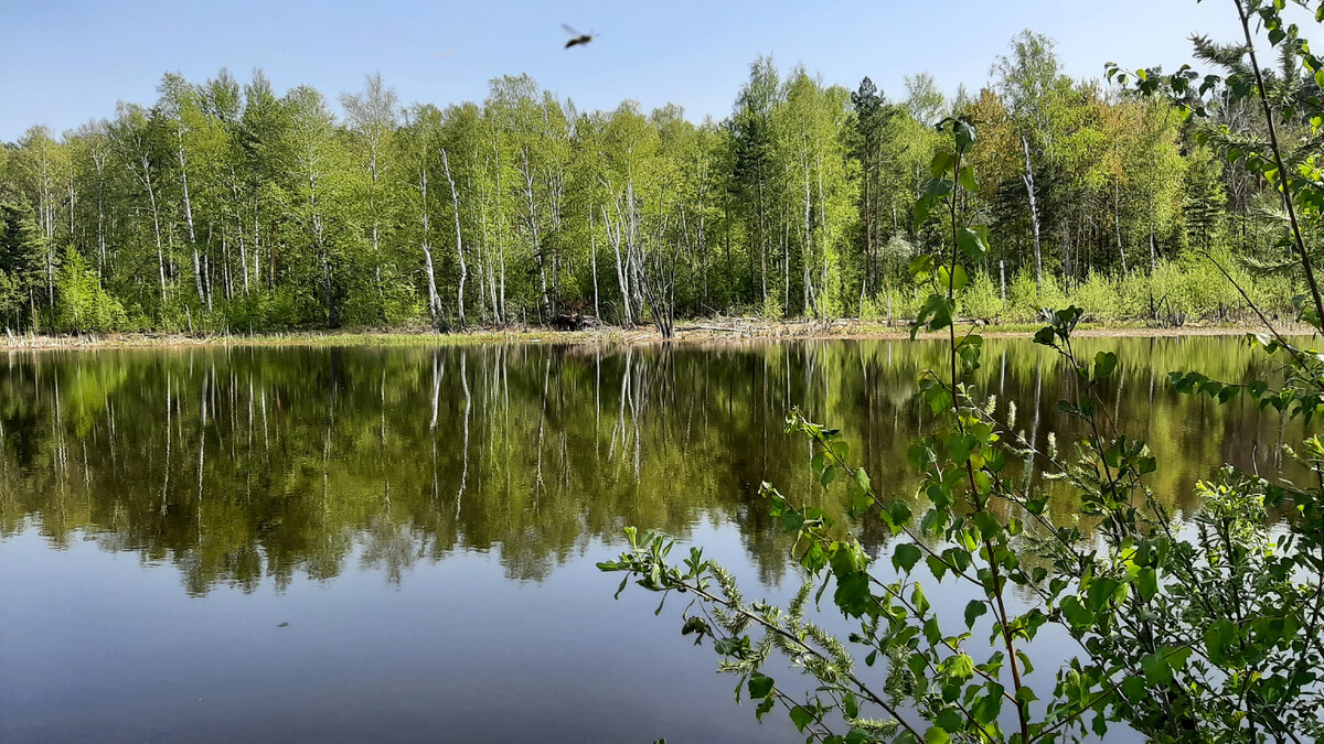 Прогулка вдоль Шершнёвского водохранилища | Творческая студия | Дзен