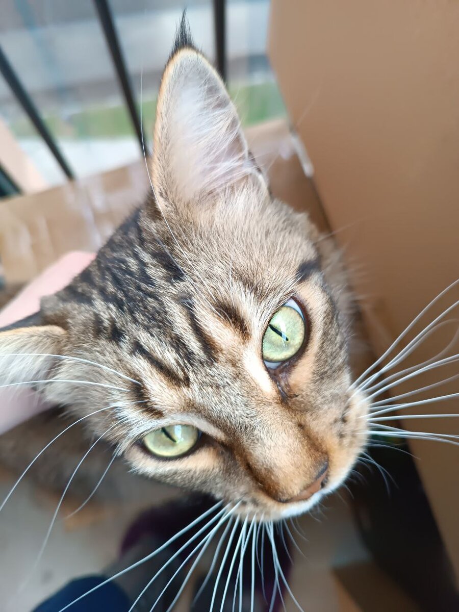 Очи-изумруды старшей кошарыни