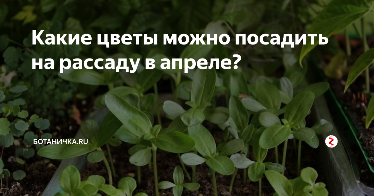 Что можно посадить в апреле. Цветы на рассаду в апреле. Цветы которые садят в апреле на рассаду. Какие семена цветов можно посадить в апреле на рассаду. Какие цветы можно посадить на рассаду в конце апреля.