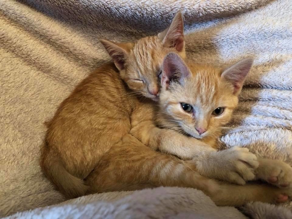 Котята которые зовут маму