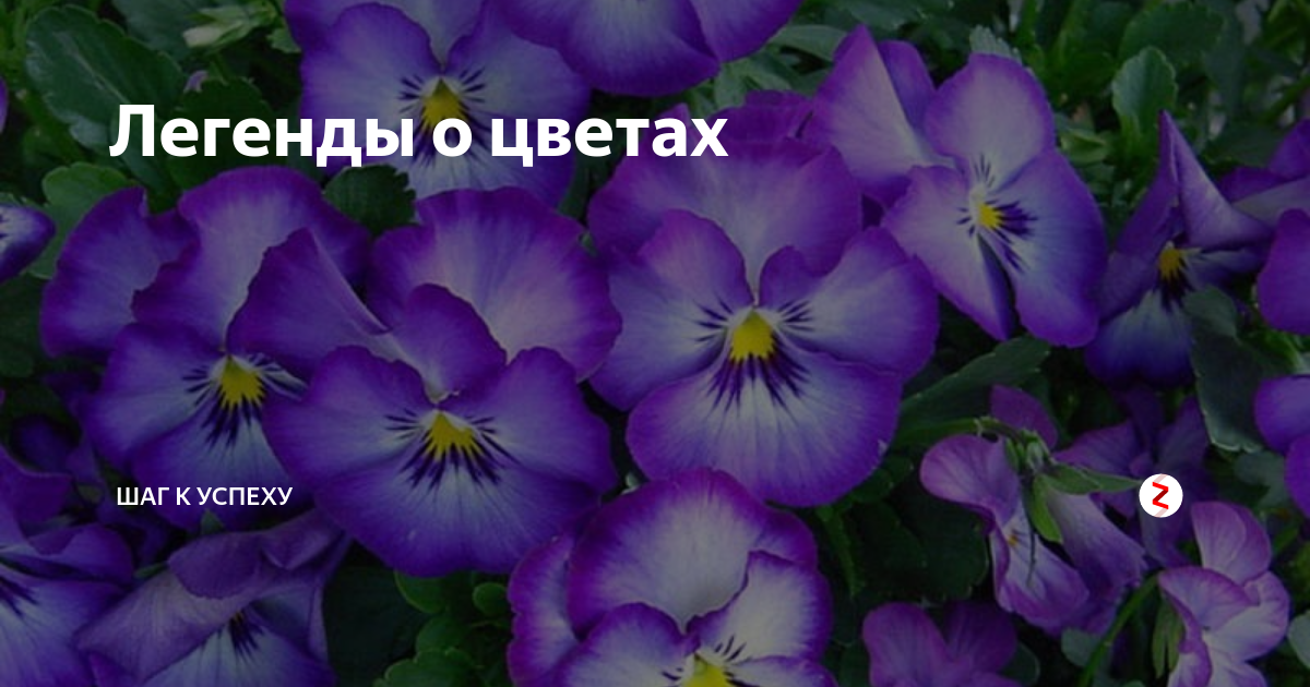 Легенды о цветах | Шаг к успеху | Дзен