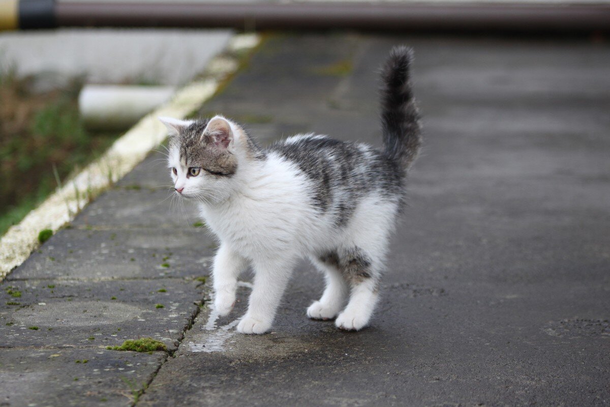 Серо белый кот который ходит