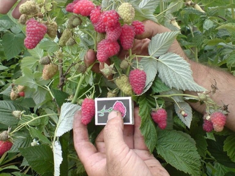 Малина на даче: посадка и уход