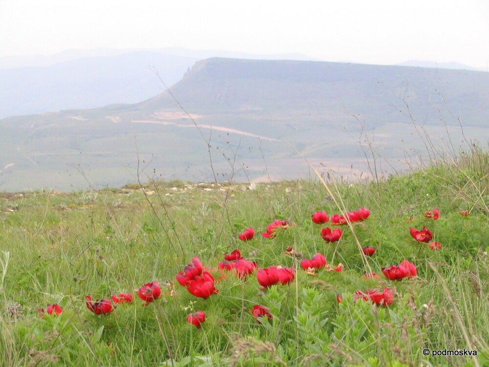 Дикий пион в крыму фото