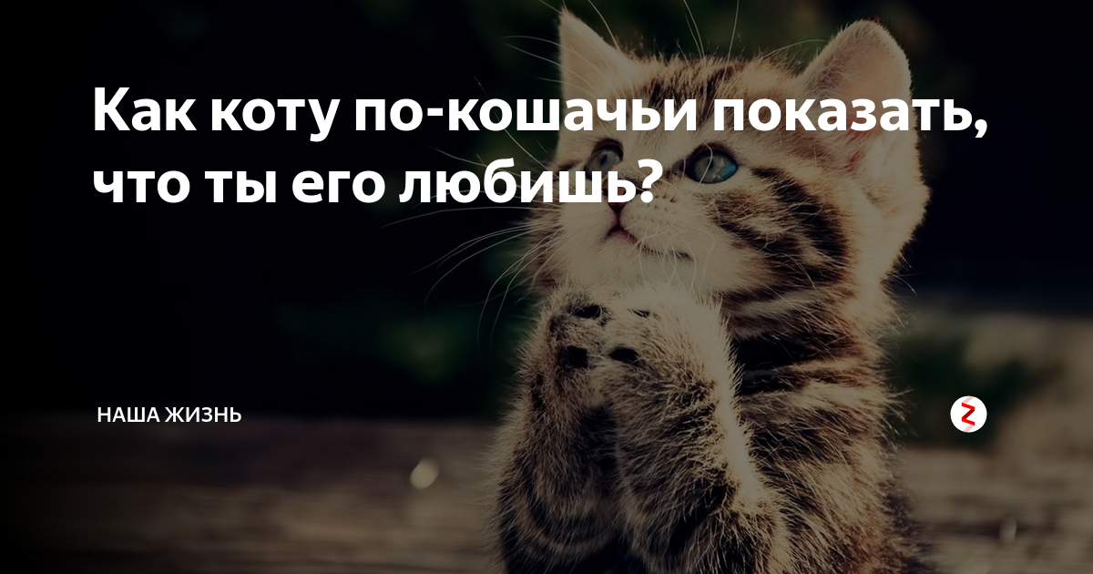 Она показала кошку. Девушка с котенком. Она показала кошку. Когда кошка вам доверяет, она показывает вам свое пузико. Модные котята.