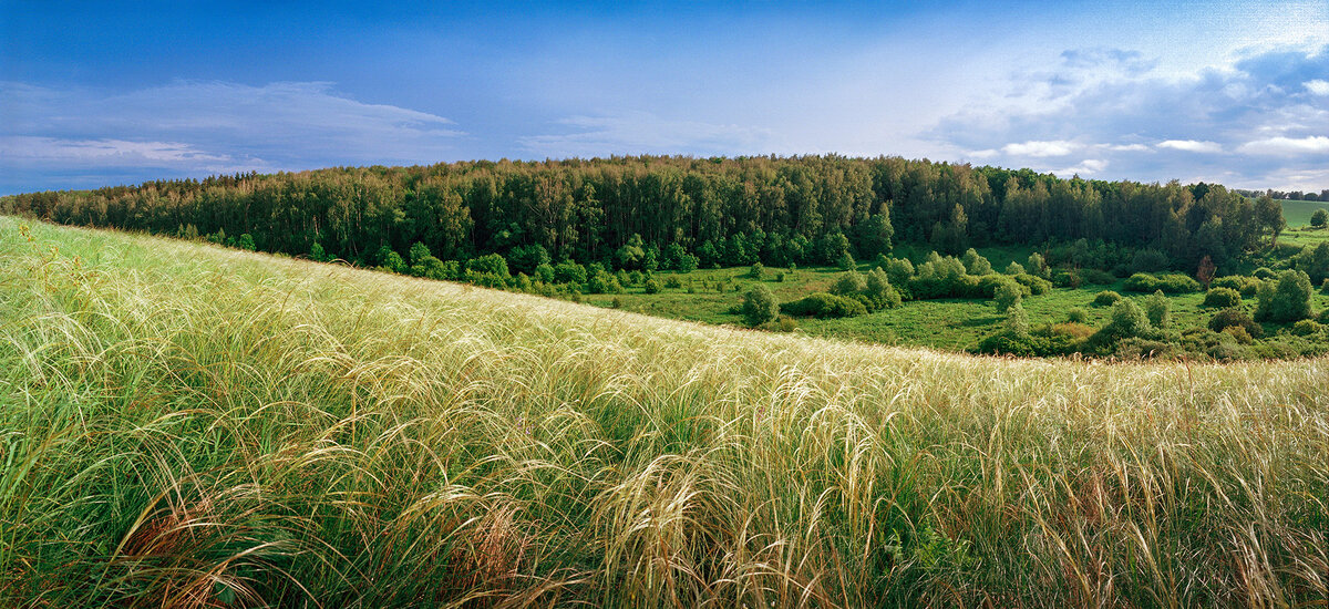 Лес и степь